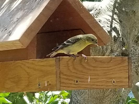 Lesser Finch