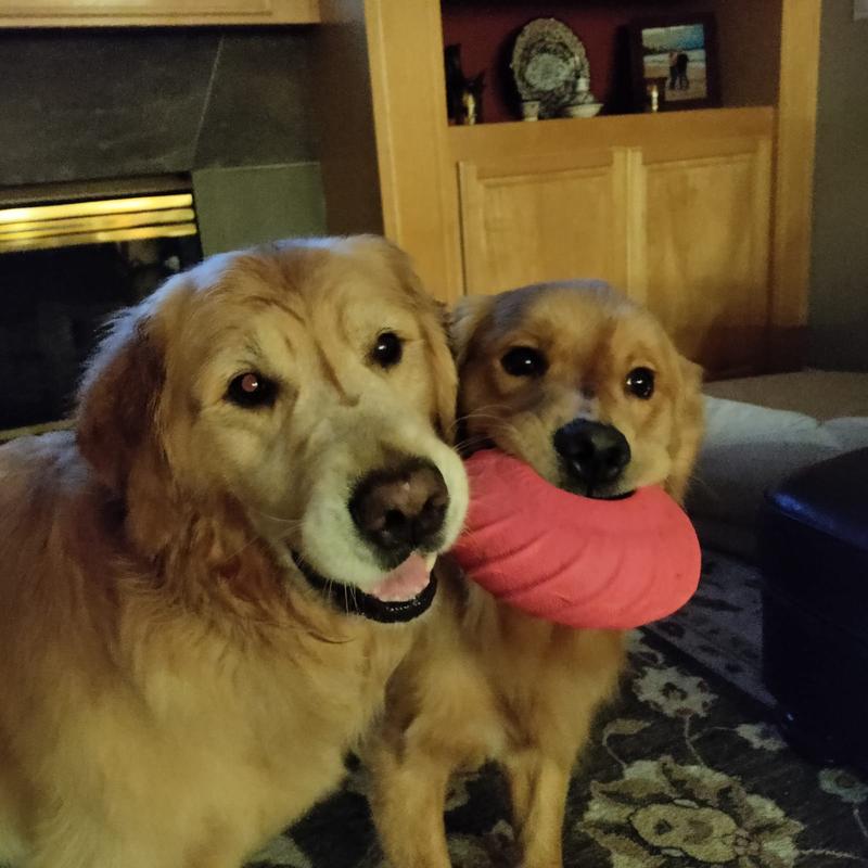 JOLLY PETS Tuff Treader Dog Toy, 6in