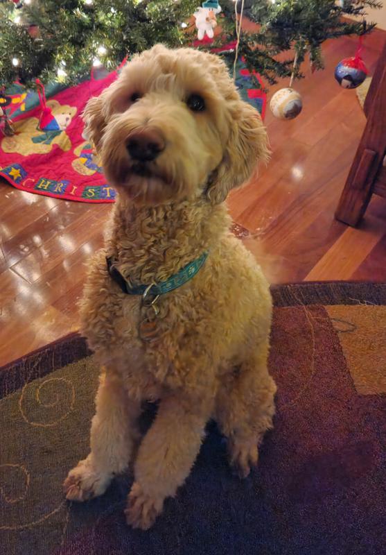 Brody on his 2nd birthday loves his dematting comb.