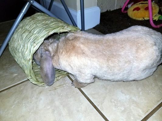 Mini lop rabbit peaking through.