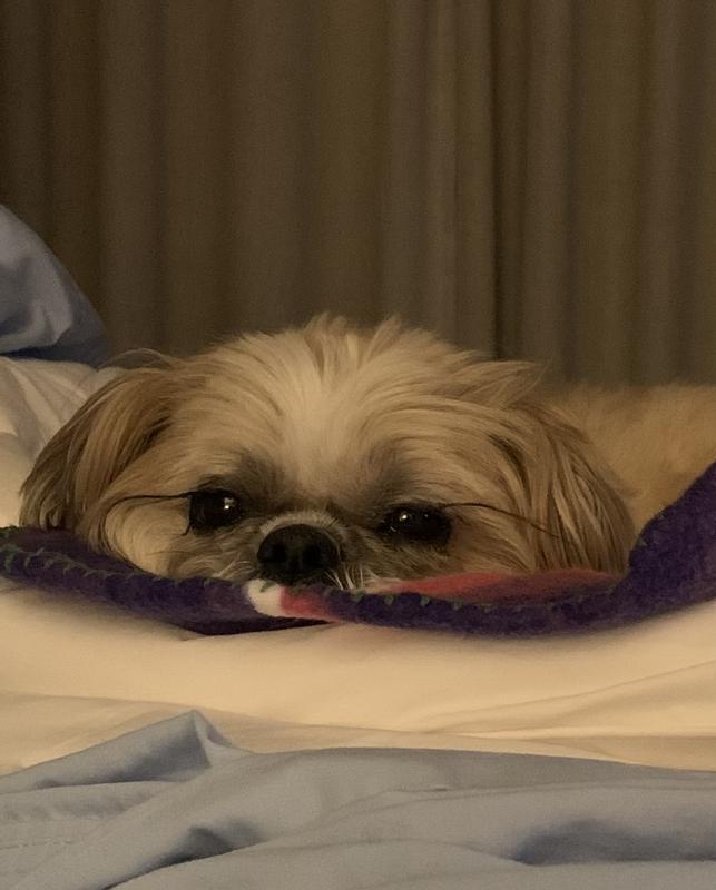 PET 'N SHAPE AllNatural Chicken Hide Twists Dog Treats, 16oz bag