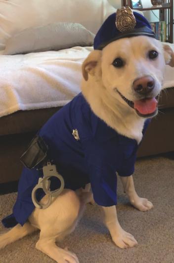 Halloween Pet Costume – Police Dog Cat Outfit – Caribbean Cosplay – S-XL, Polyester