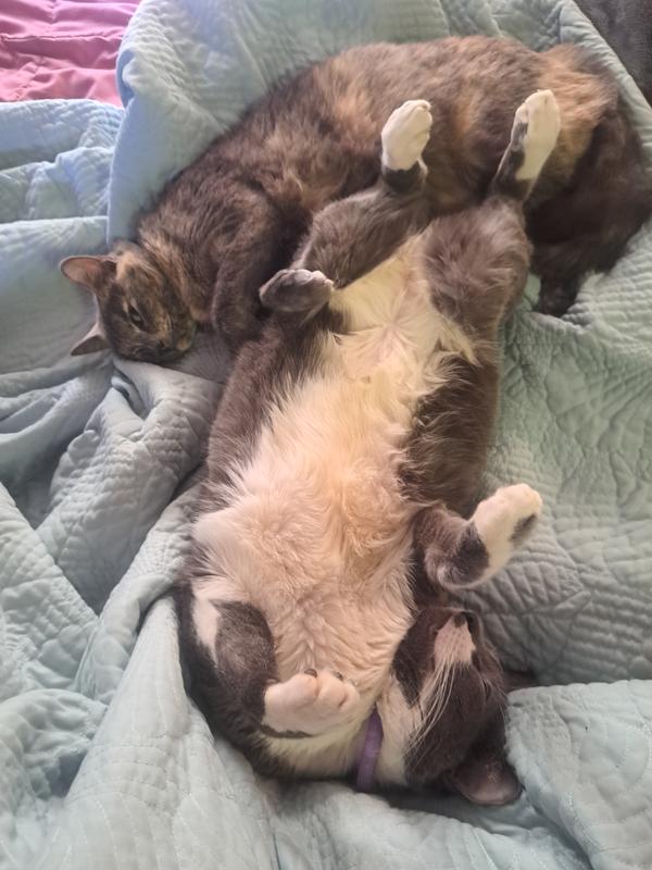 Assuming the belly rub position, as Shrimp looks on.