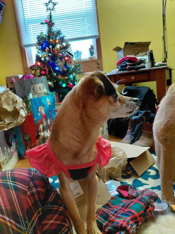 Size small fits perfect on 7-8 lb Coco