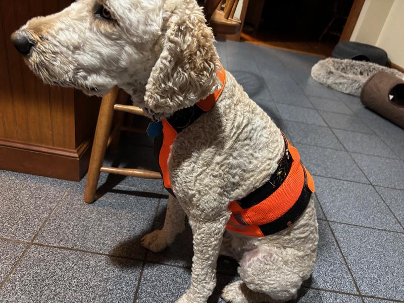 My dog needs a safety vest, not a halter top
