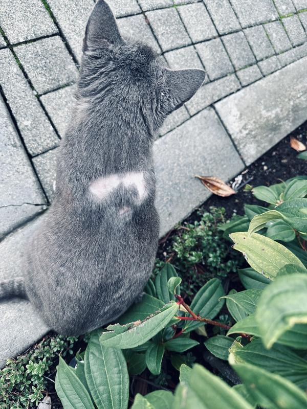 My poor cat literally ripped his fur out to get Bravecto off of him