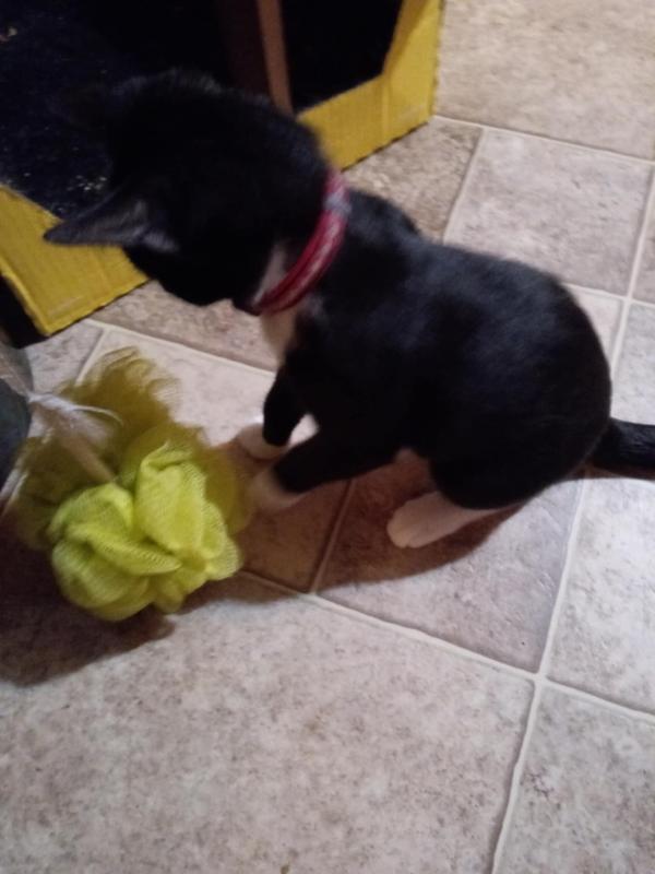 My sweet foster fail