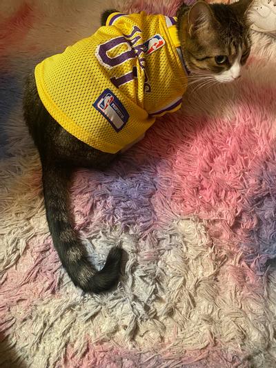 Lakers cat sale jersey