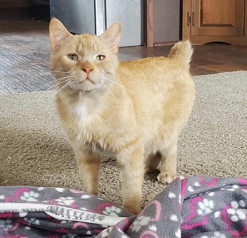 Fievel at his finest. Isn’t his tail the cutest?!