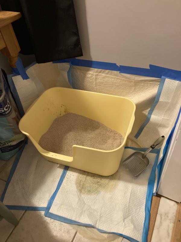 Frisco brand pee pads all around a large litter box