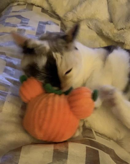 My cat going to town on the Mickey pumpkin. A big hit!