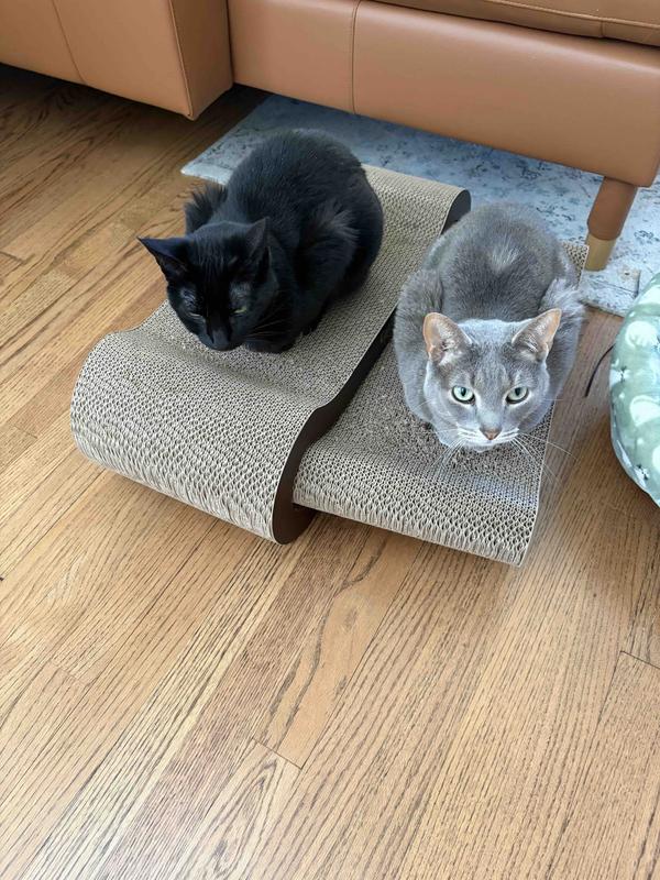 Even our semi-feral siblings love it