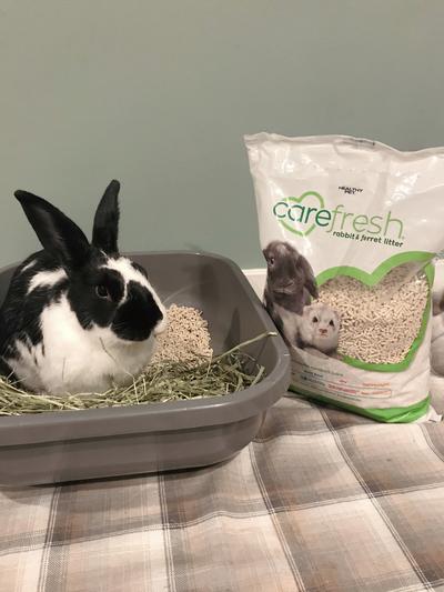 Bedding Safe Litter For Rabbits Carefresh Natural Small Pet