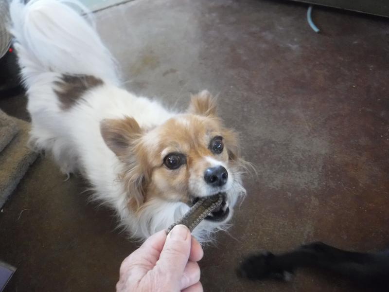Mattie-K8 clearly endorses Jiminy's Dog Dental Chews. The X-Small size is perfect for her "not large but in charge" self.