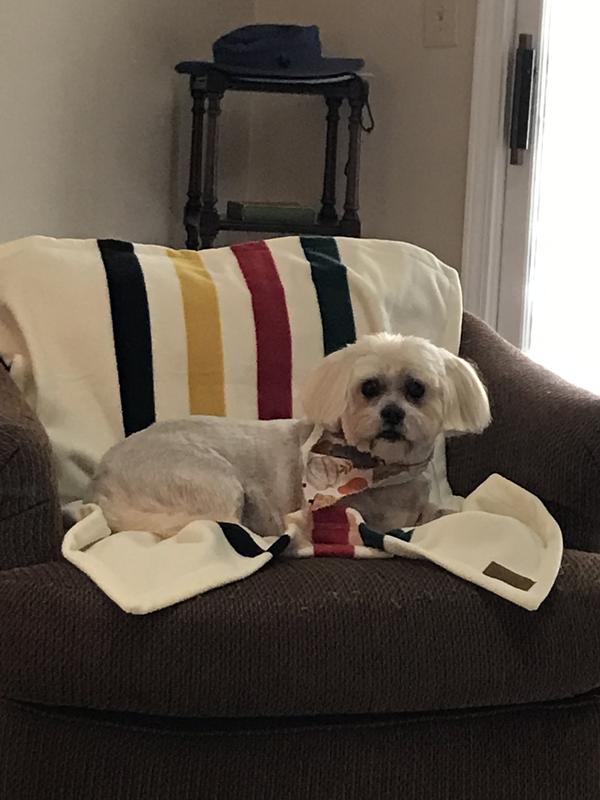 Mickey enjoying his new blankie!