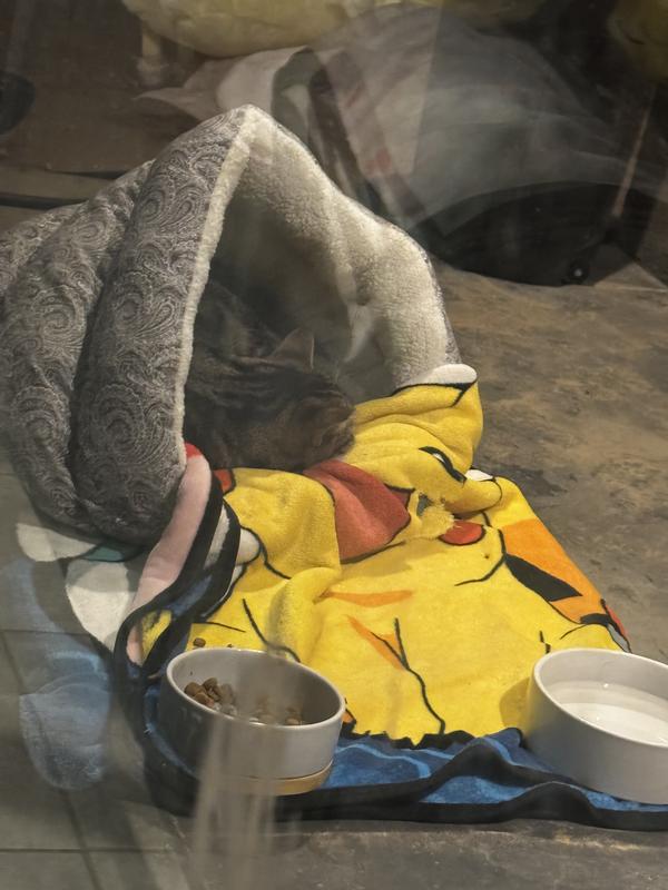 Our stray that we haven’t been able to adopt yet in the bed all comfy and cozy.