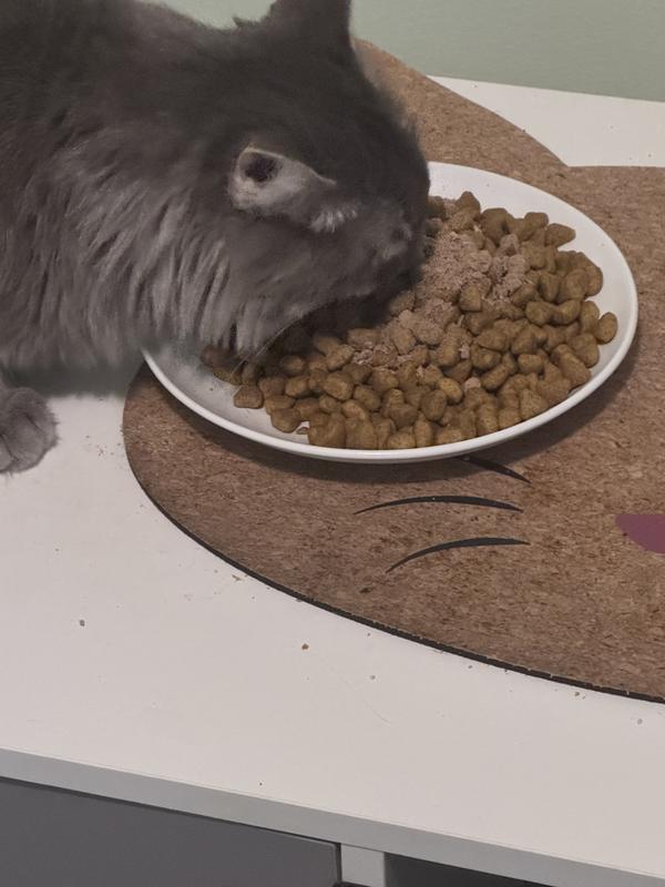 Cat eating the NubONubs