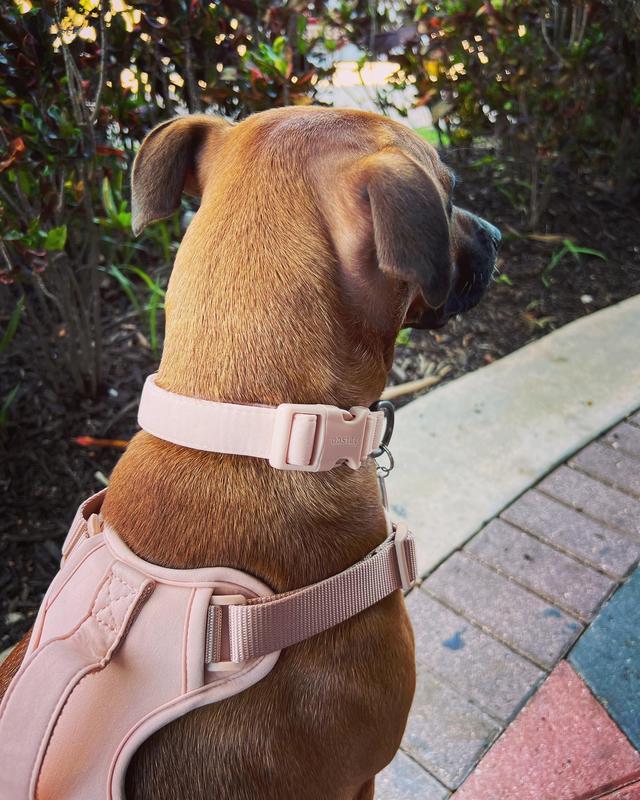 Beige Harness - Leather harness for your dog