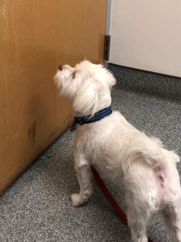 Waiting for his treat.