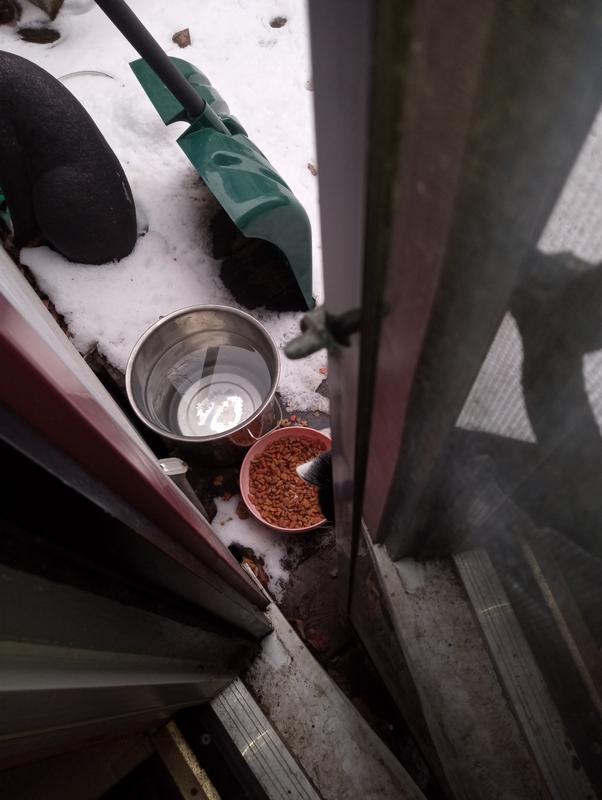 You can just see Mario, the neighbors cat, taking a late lunch