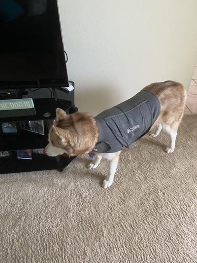 do calming coats work for dogs