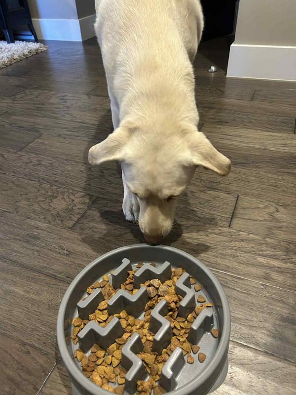 Easy to add to your dog's regular meals