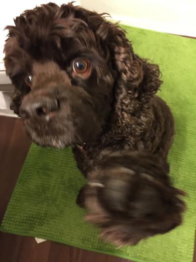 The boy offering his paw for some jerky