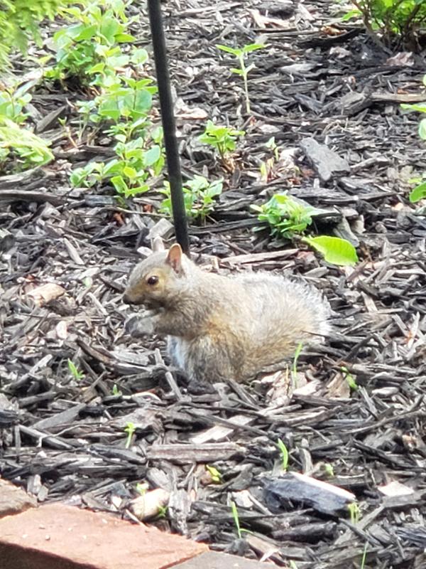 A squirrel enjoying the seed.