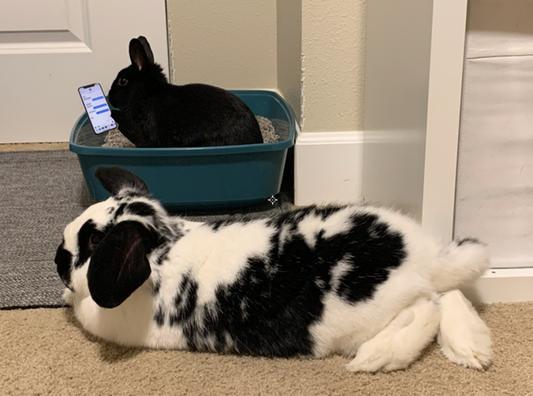 Milo relaxes, Ruby Rocket calls to complain about a lack of hay in the toilet.