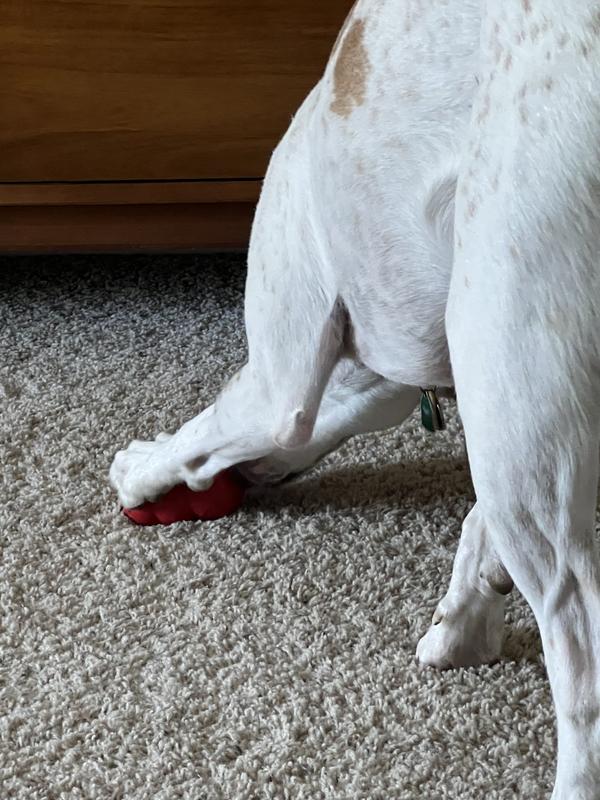 Searching to get the kibble