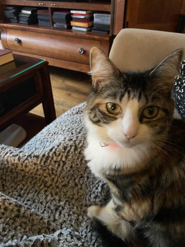 My new kitty.