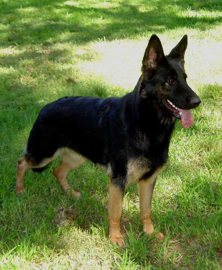 My friend Rambo