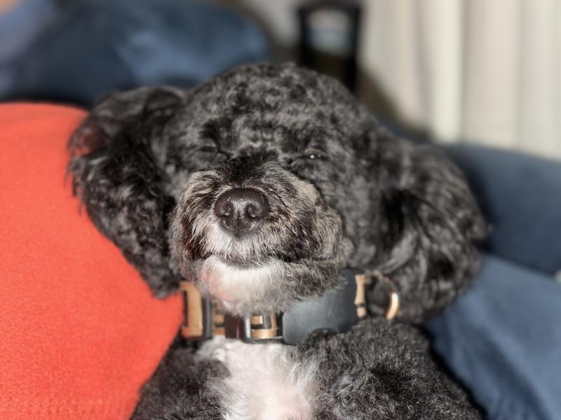 Look at that Happy Boy