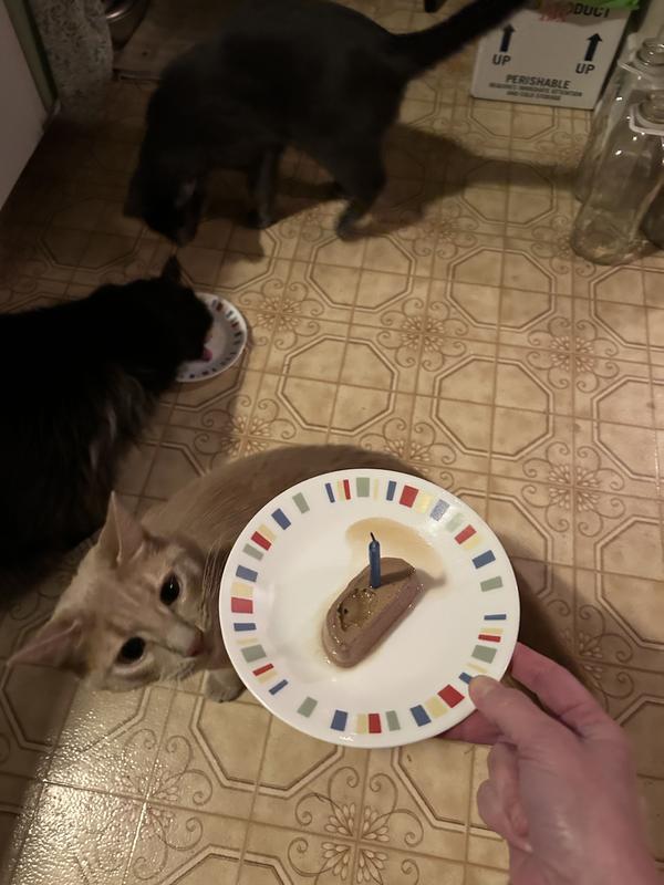 Happy birthday, kitties!