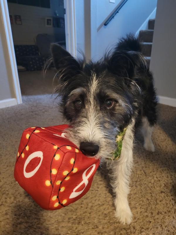 My pup enjoying a good game of fetch with one of the dice.