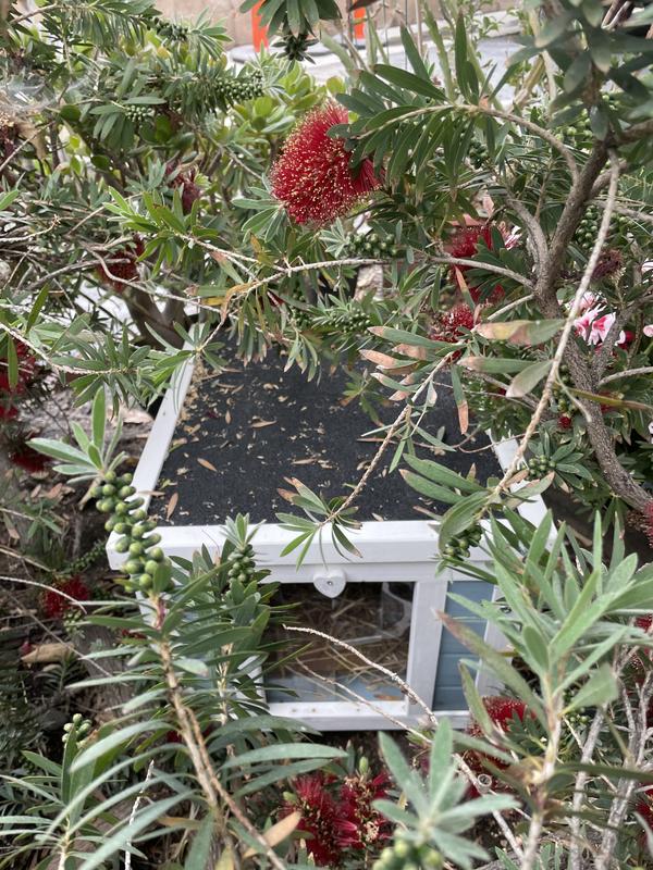 Sanctuary among plants