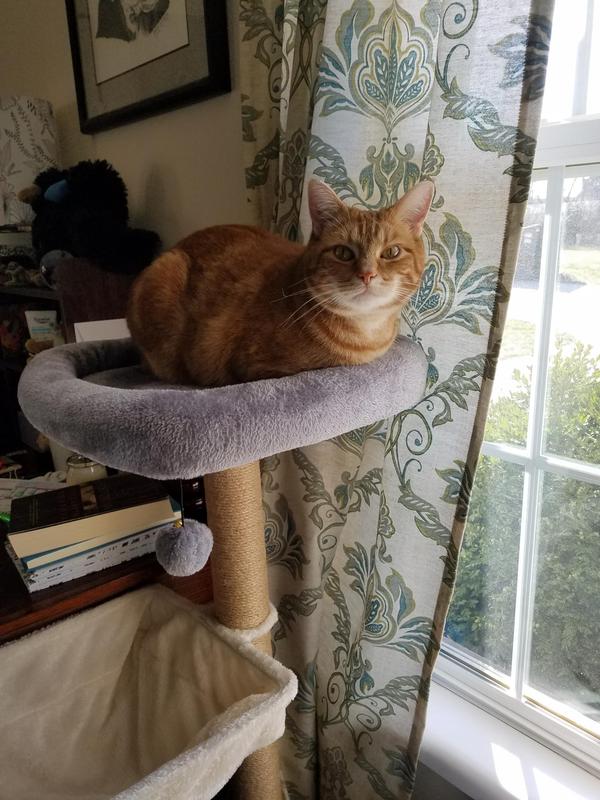 Mac, 12 pound ginger hanging out in his new Catry.