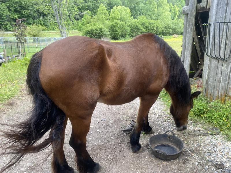 The extra nutrients are helping this sweet boy. He’s coming around. Thanks chewy for great products