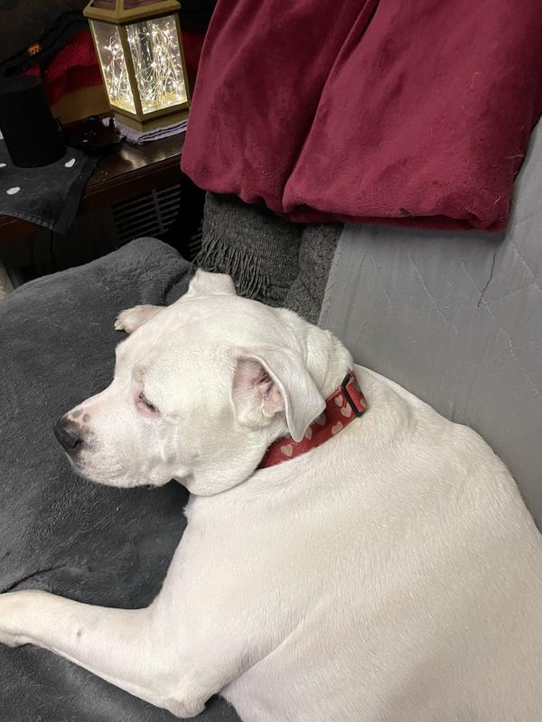 Love this collar on my dog