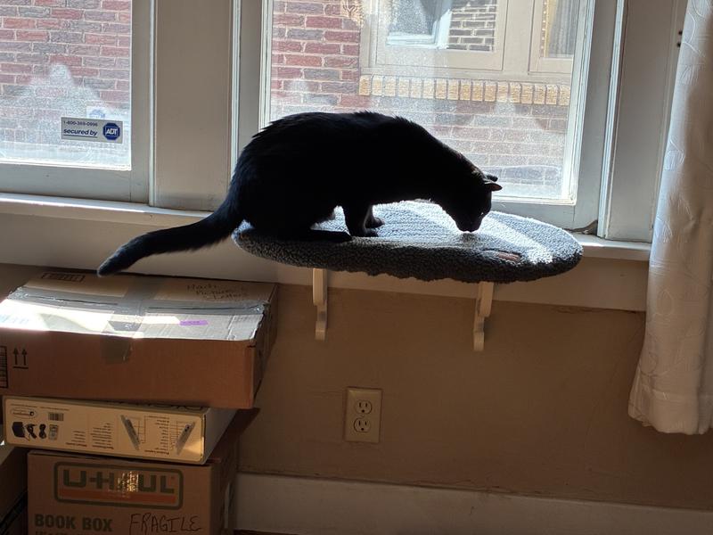 I used some catnip to lure them the first day.