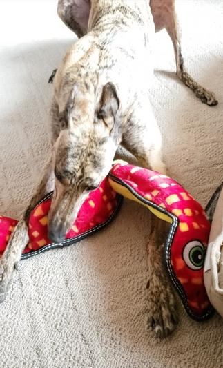 Outward Hound Tough Seamz Squeaky Plush Dog Toy