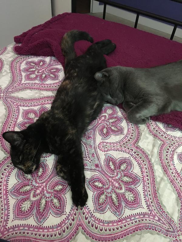 Furry Feline Overlords