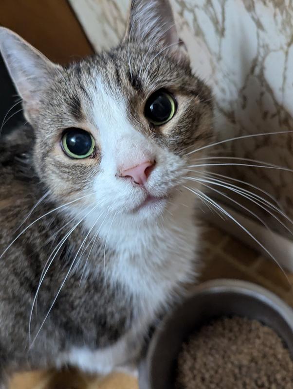 This is Remi with big beautiful eyes