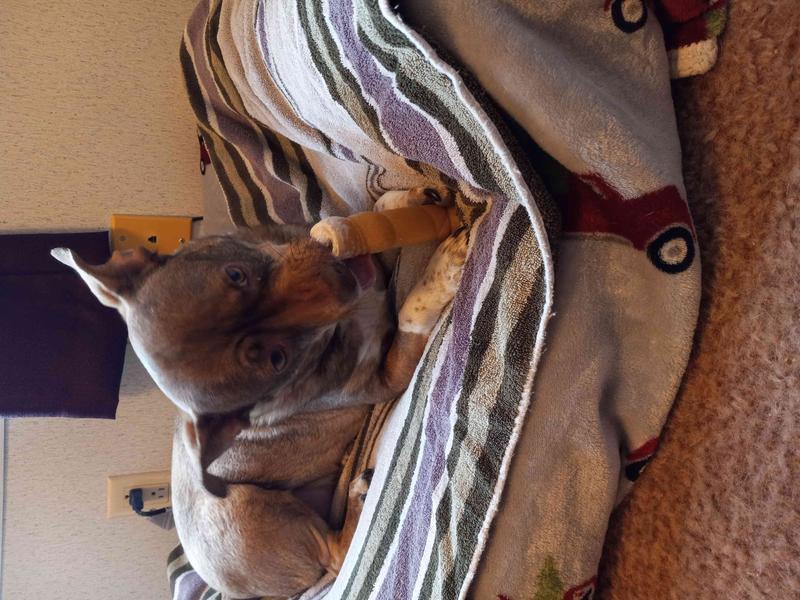 BONES & CHEWS Water Buffalo Cheek Rolls Dog Chew, 5ct