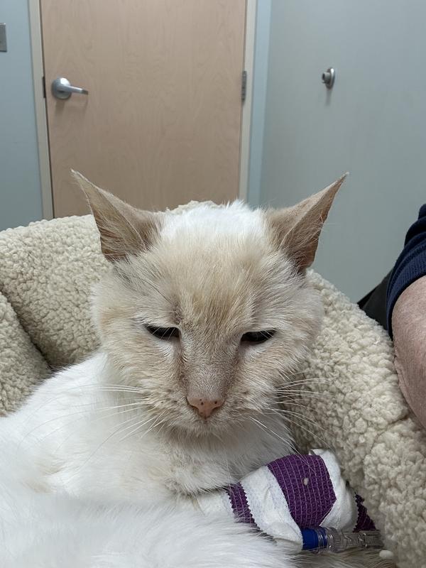 This was our sweet girl last week in the new ved that arrived from Chewy the day before.