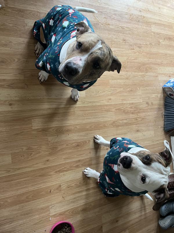 Cookie and Moka in their Pjs on a rainy day