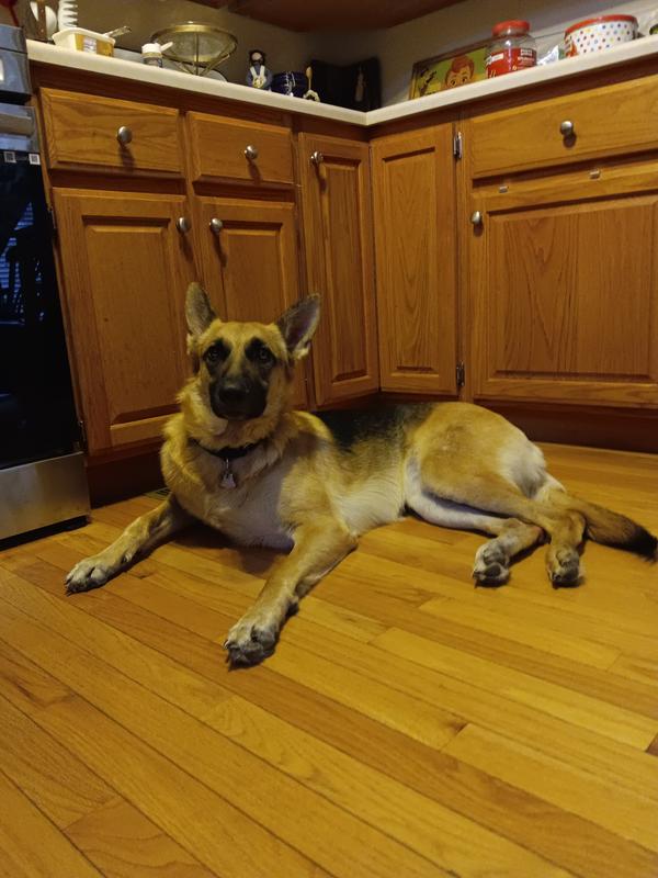 Lounging in the best kitchen in the whole world! This is where I receive my daily PRO-SENSE soft chews for my hip and joints!