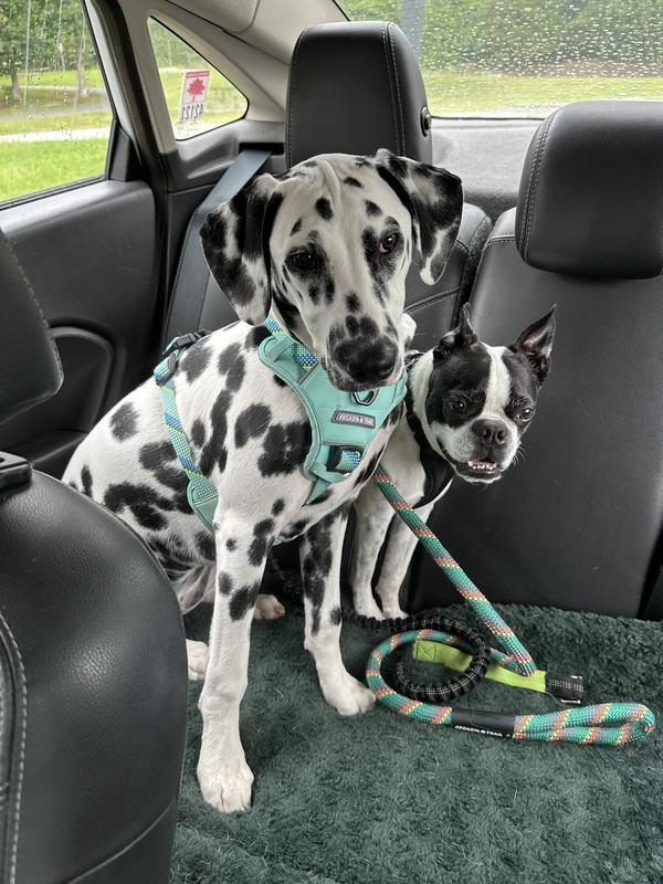 PET OTC NausX Medication for Motion Sickness for Large Breed Dogs