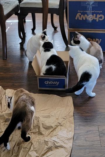 Chewy feliway clearance multicat