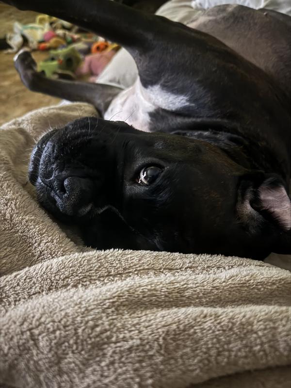 Ani dreaming of more Earth Animal jerky strips 😋